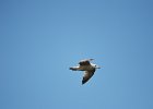 Mongoolse meeuw (juveniel) (larus mongolicus) ondersoort van de Pontische meeuw (Larus cachinnans) - Ogii Nuur 14-08-2016 (2)